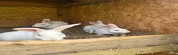 New Zealand rabbits for sale: Rabbits for sale very nice and very friendly with  - Advert 7