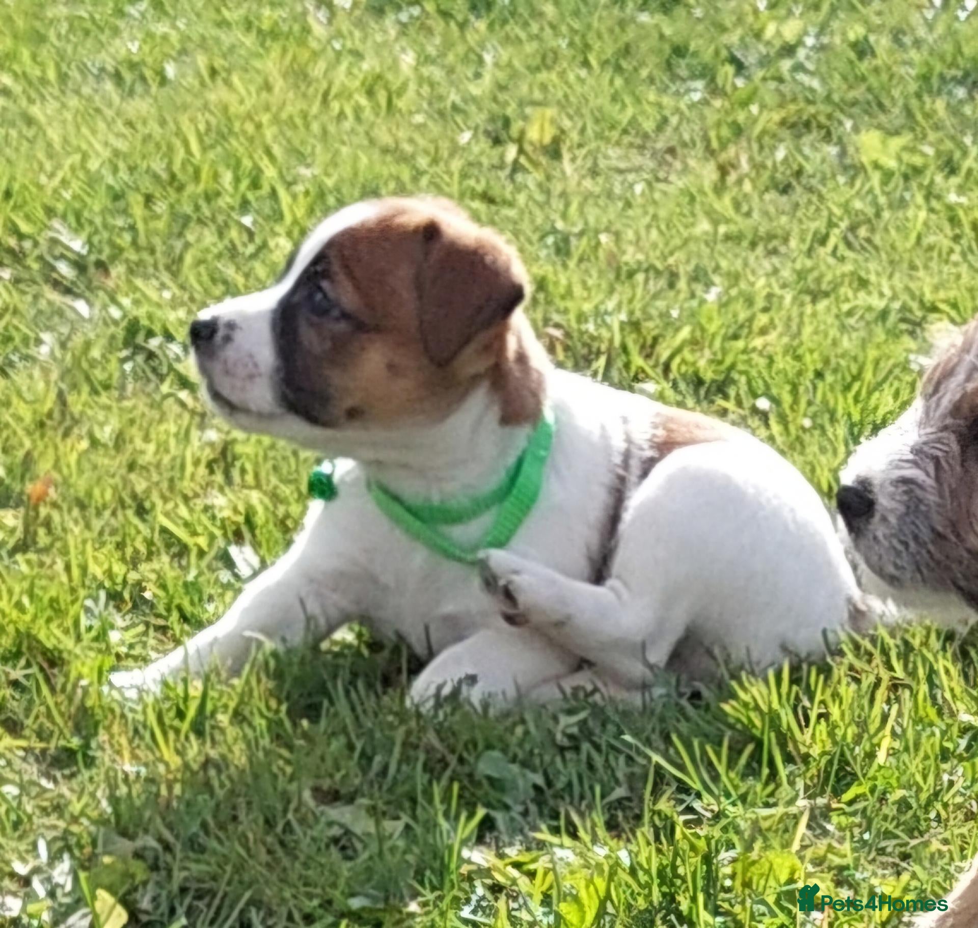Jack Russell dogs for sale: Adorable 1 BOY LEFT Jack Russell  - Advert 1