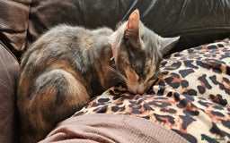 Mixed Breed cats for sale: Male and Female Kitten - Image 14