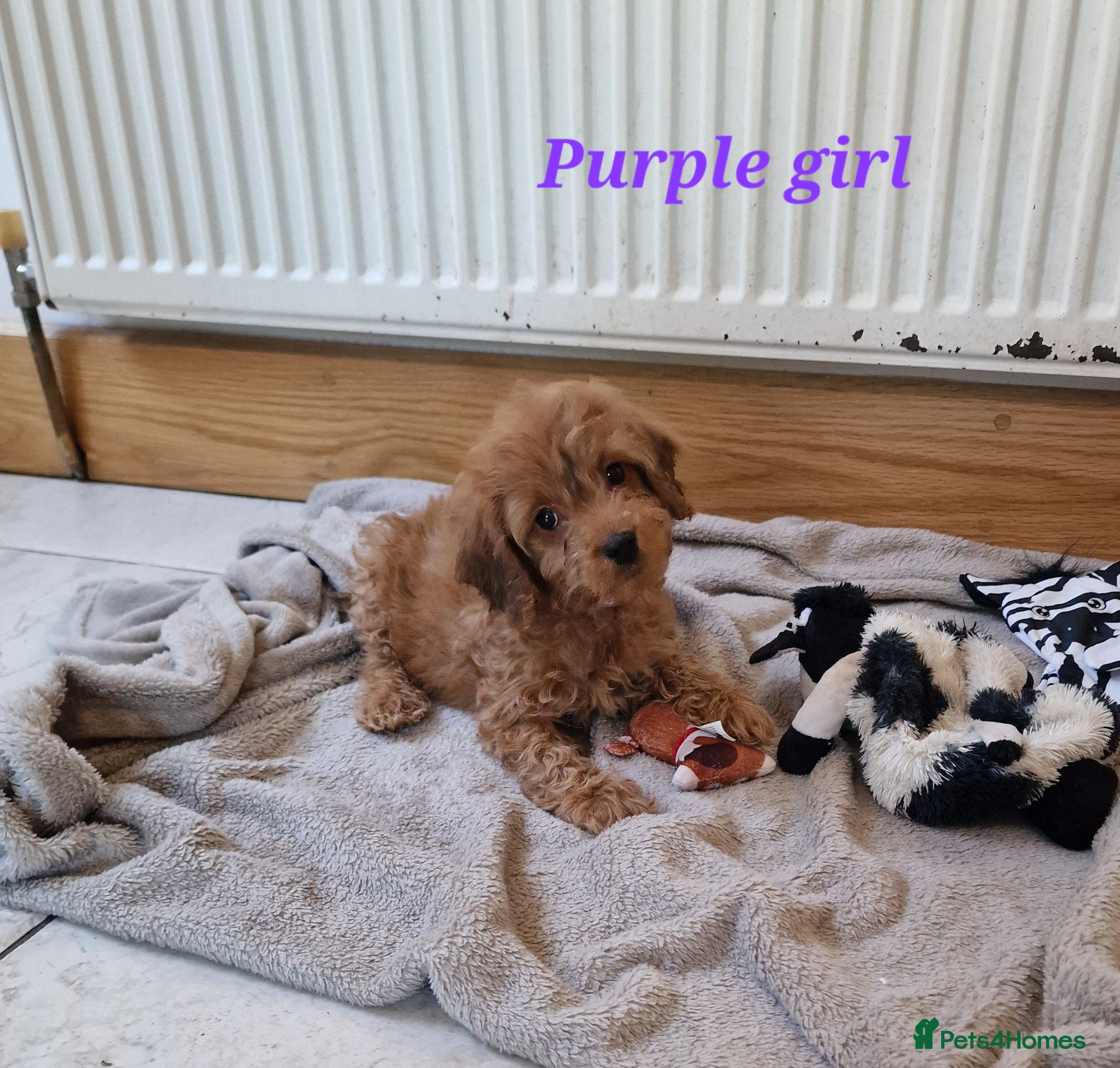 Cockapoo dogs Beautiful F1 Cockapoo puppies - Advert 14
