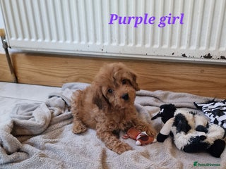 Cockapoo dogs Beautiful F1 Cockapoo puppies - Advert 4