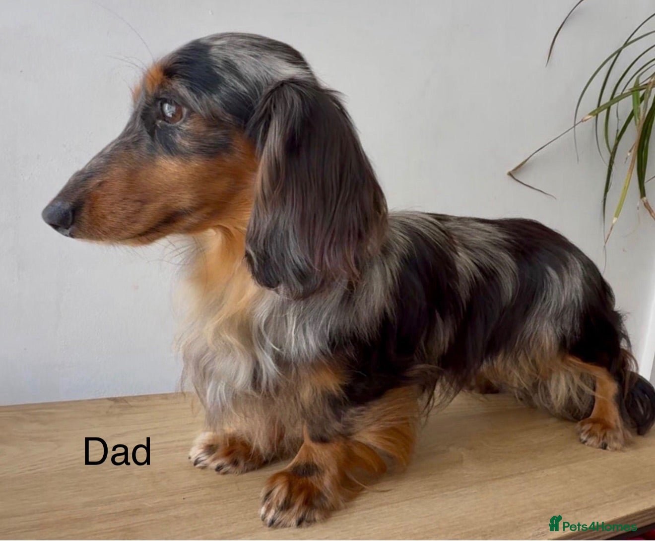 Miniature Dachshund dogs KC registered Miniature Dachshund Puppies - Advert 2