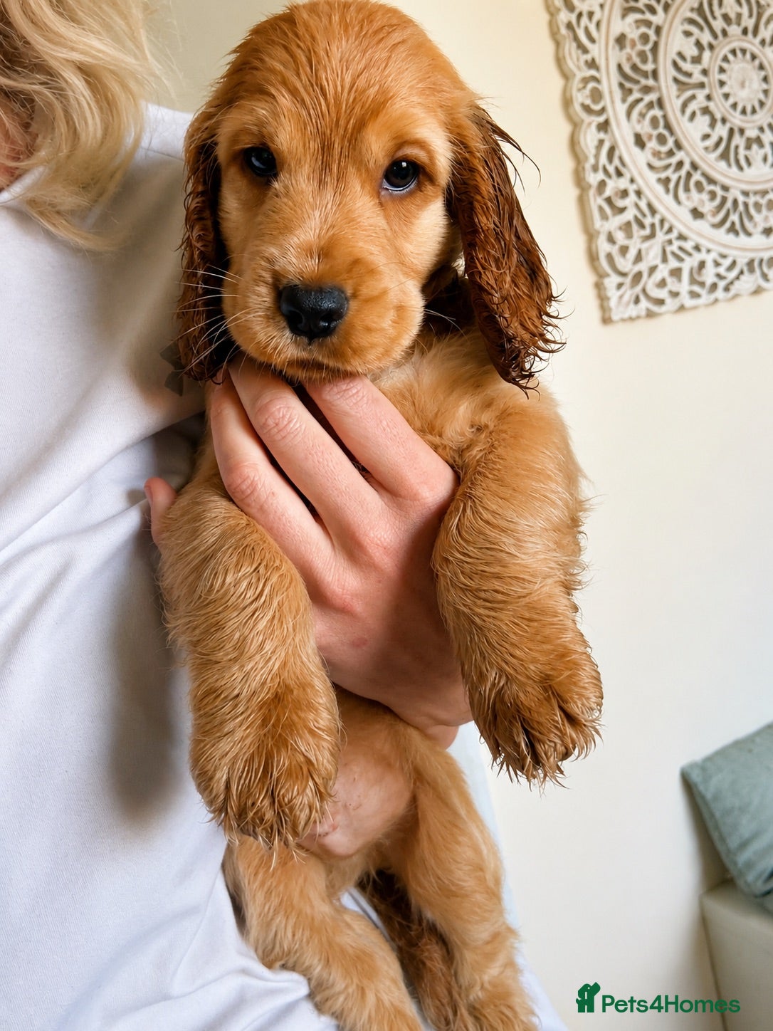 Cocker Spaniel dogs Final KC Golden Show Cocker Spaniel Boy Puppies - Advert 1