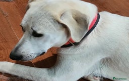 Mixed Breed dogs for adoption: Kaya is approx 2 yrs old  - Image 4