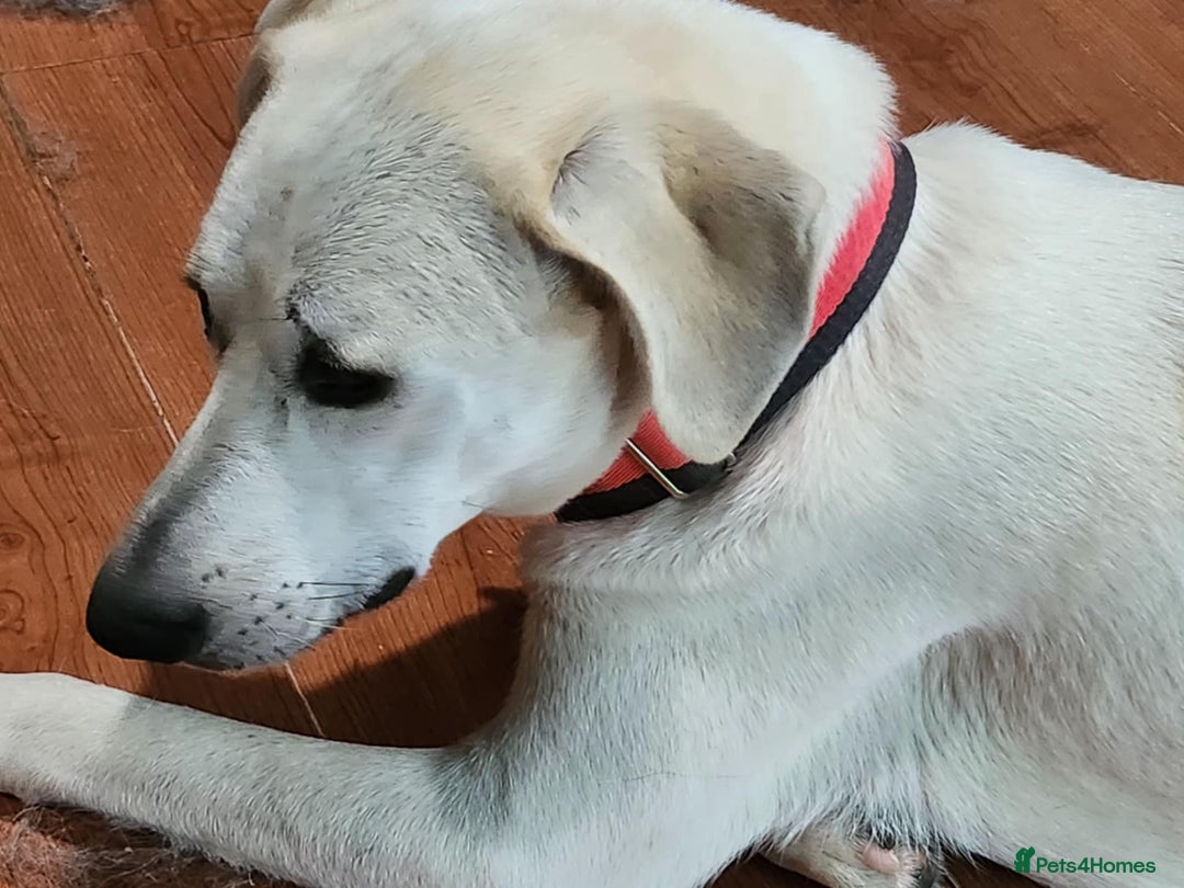 Mixed Breed dogs for adoption: Kaya is approx 2 yrs old  - Image 4