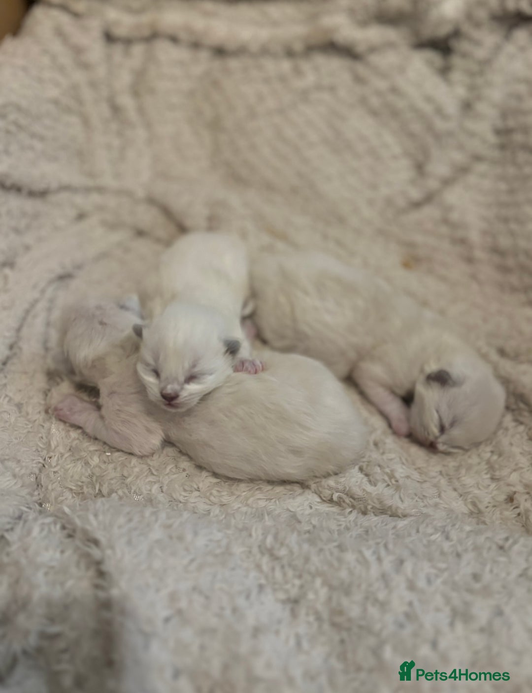 Ragdoll cats for sale: Blue point Ragdoll kittens  - Advert 9