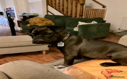 Mixed Breed dogs for sale: 6m staffy/frenchie/pug mix for sale due to cancer - Advert 7