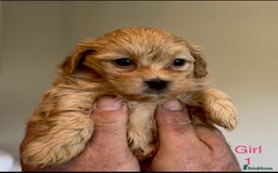 Maltipoo dogs for sale: Exquisitely Adorable Toy Maltipoo Puppies  - Image 8