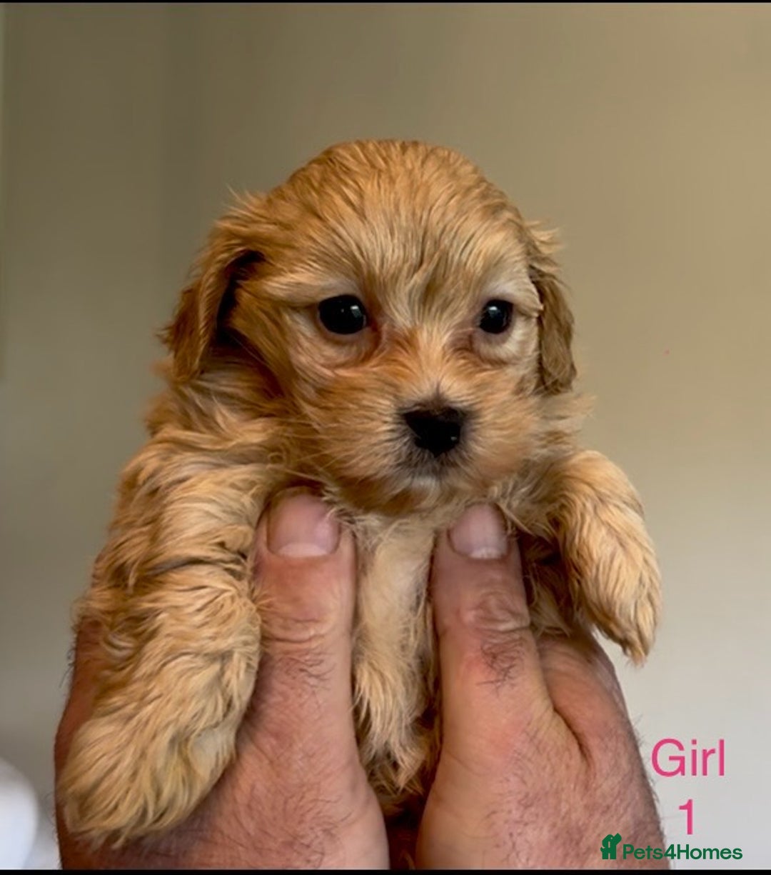 Maltipoo dogs for sale: Exquisitely Adorable Toy Maltipoo Puppies  - Image 8