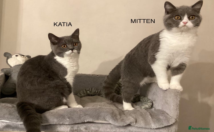British Shorthair cats - Advert 10