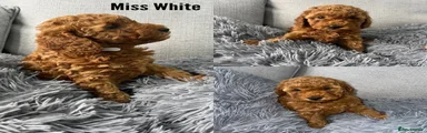 Labradoodle 4