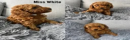 Labradoodle dogs for sale: Miniature Labradoodles  - Advert 6