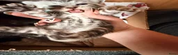 Bengal cats for sale: Grey tabby/bengal kitten  - Advert 8