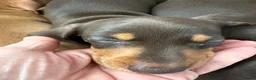 Miniature Dachshund dogs for sale: Miniature smooth haired dachshund puppies  - Advert 2