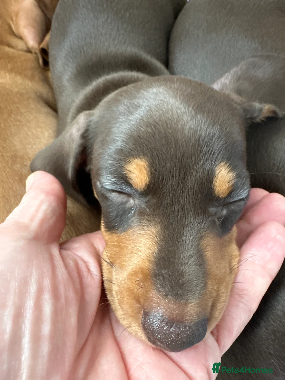 Miniature Dachshund dogs for sale: Miniature smooth haired dachshund puppies  - Advert 2