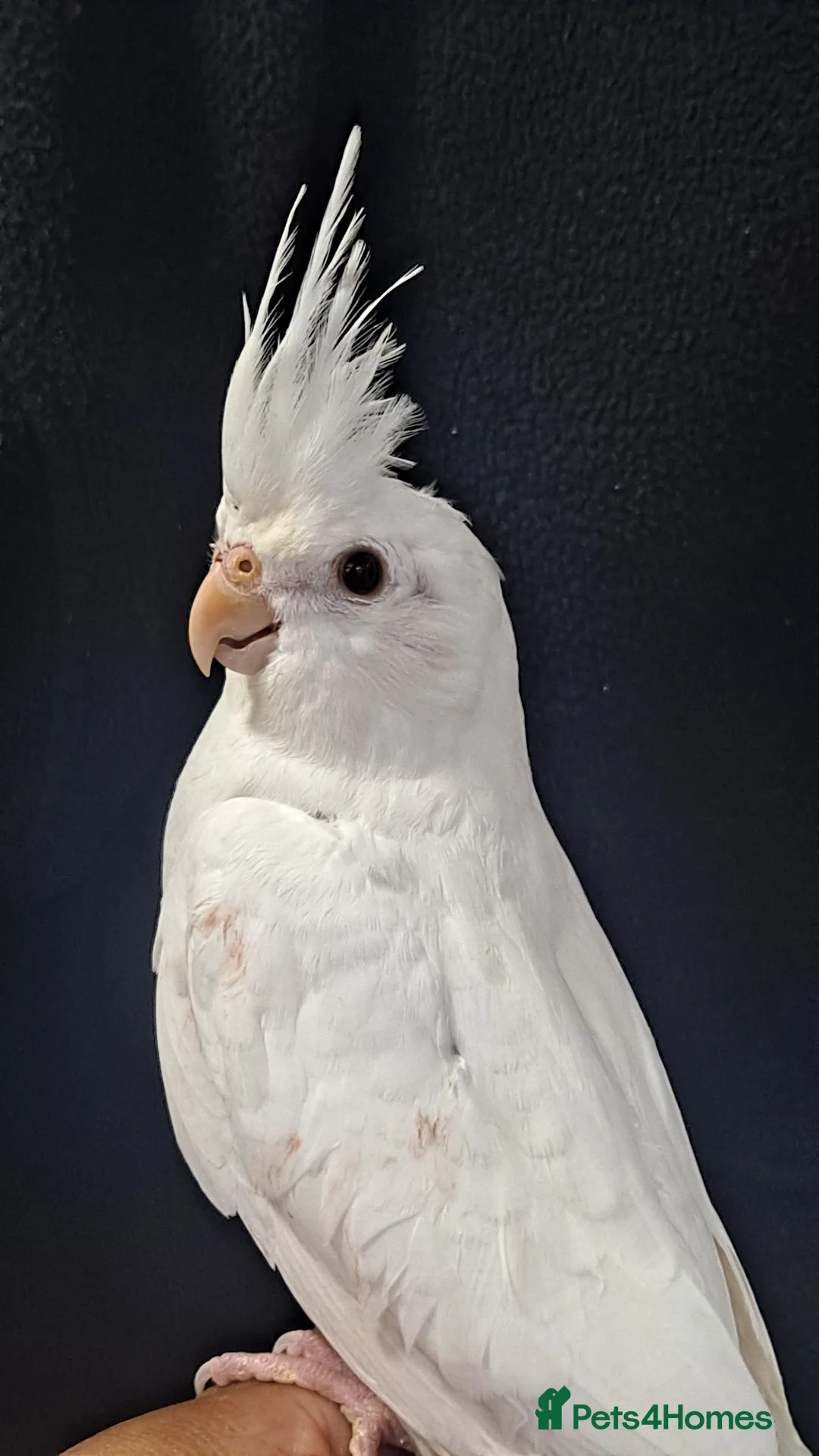 Cockatiels birds for sale: Hand tamed cockatiels for sale  - Advert 2