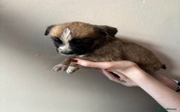 Mixed Breed dogs for sale: BEAUTIFUL BULL HERDERS (American Bulldog X Mali) - Image 12