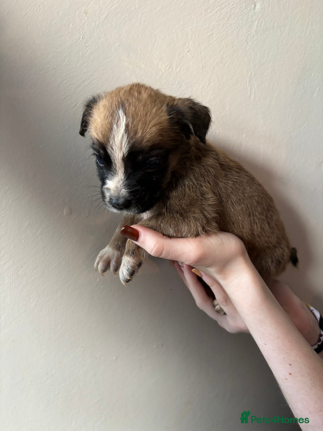 Mixed Breed dogs for sale: BEAUTIFUL BULL HERDERS (American Bulldog X Mali) - Image 12