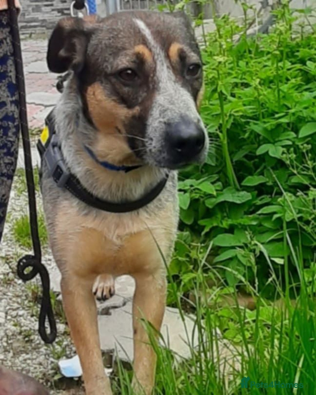 Mixed Breed dogs for adoption: Sweet Cindy 💖 Shy, Clever & Learning to Trust - Advert 8