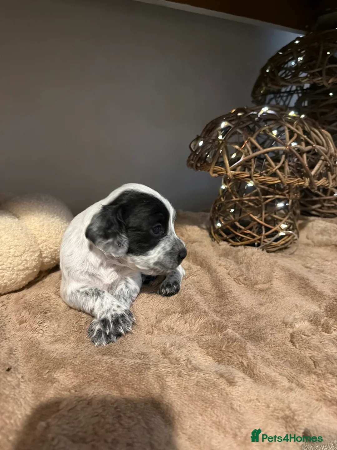Cocker Spaniel dogs for sale: 8 STUNNING WORKING COCKER PUPS 🐶🐾 - Advert 2