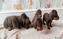 Miniature Dachshund dogs for sale: Quality miniature dachshund puppies  - Image 21