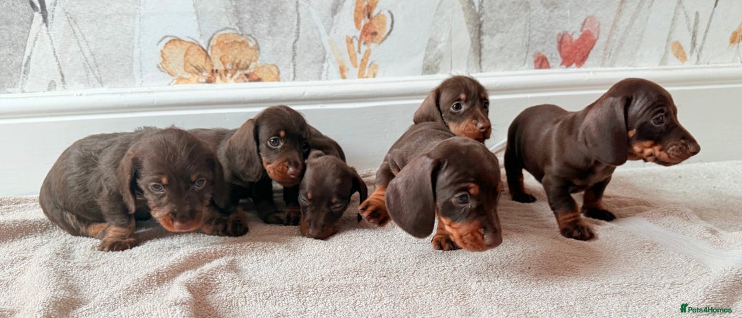 Miniature Dachshund dogs for sale: Quality miniature dachshund puppies  - Image 21
