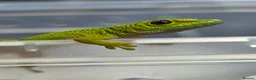 Gecko reptiles for sale: Baby giant madagascan day gecko - Advert 2