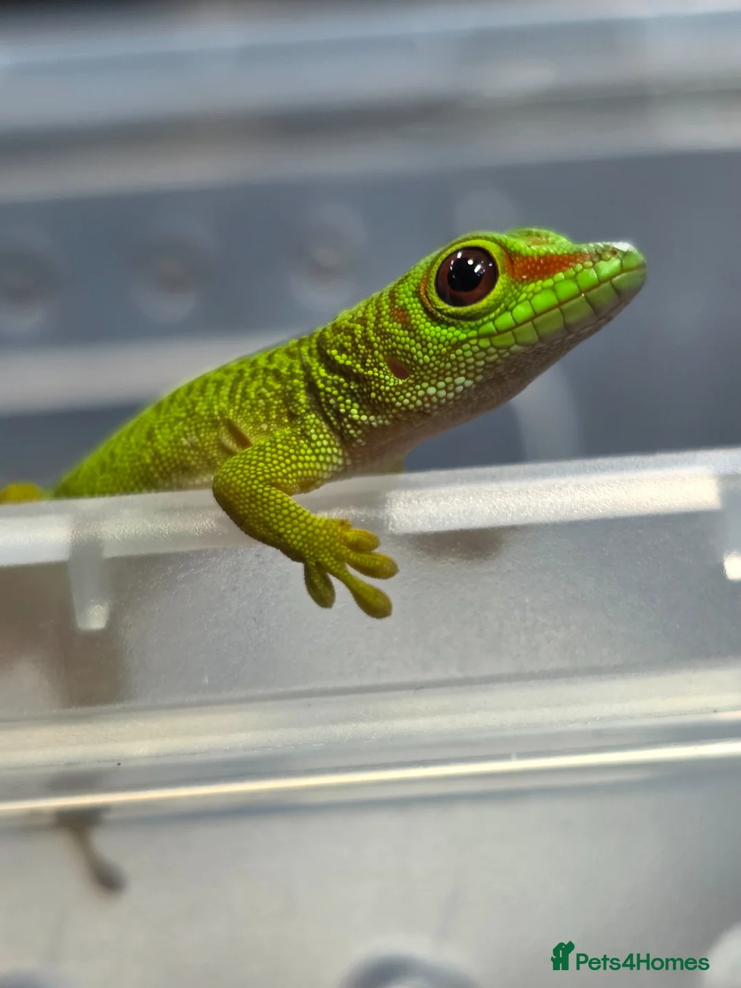 Gecko reptiles for sale: Baby giant madagascan day gecko - Advert 2