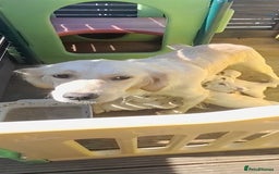 Goldador dogs for sale: 🤍🦮White Goldador Puppies🦮🤍 in Bridgend - Image 19