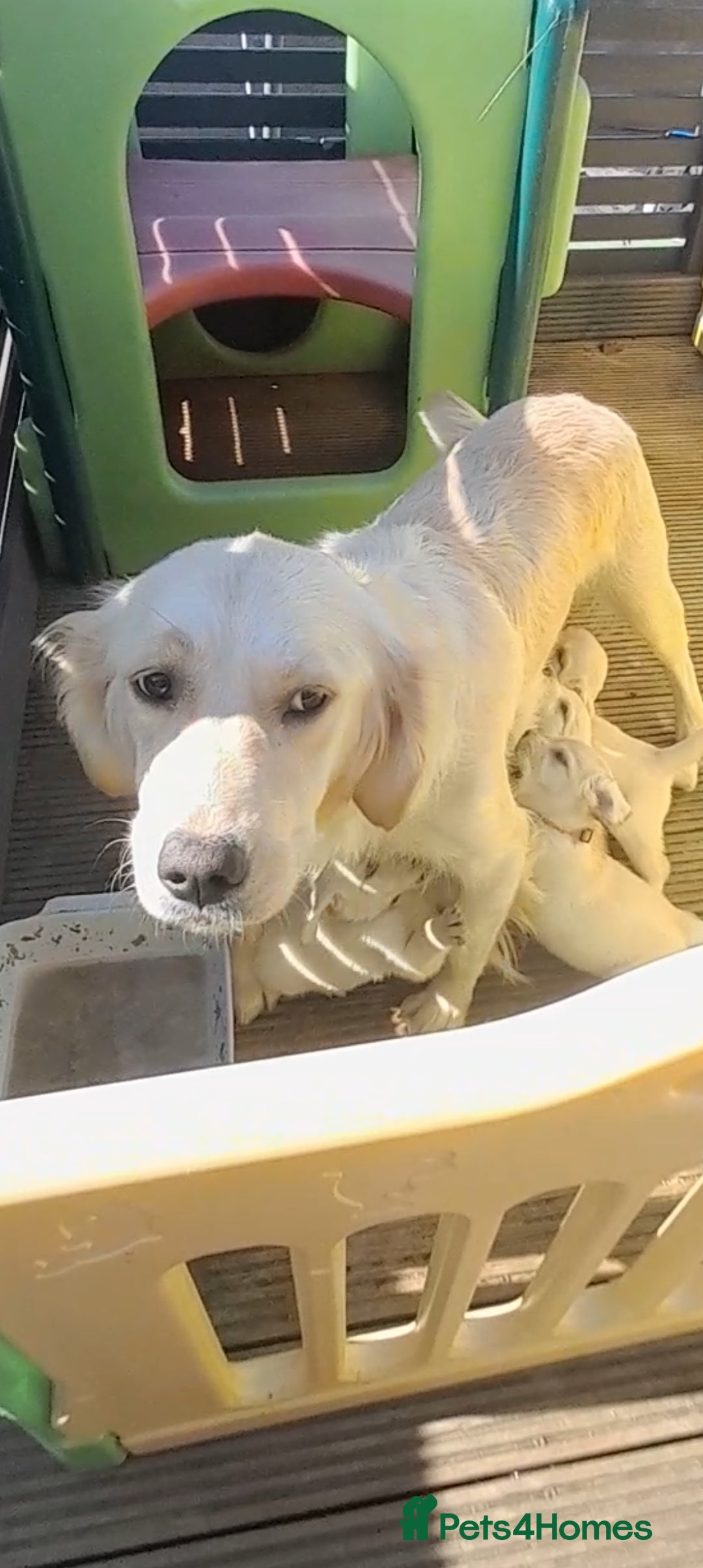 Goldador dogs for sale: 🤍🦮White Goldador Puppies🦮🤍 in Bridgend - Image 19