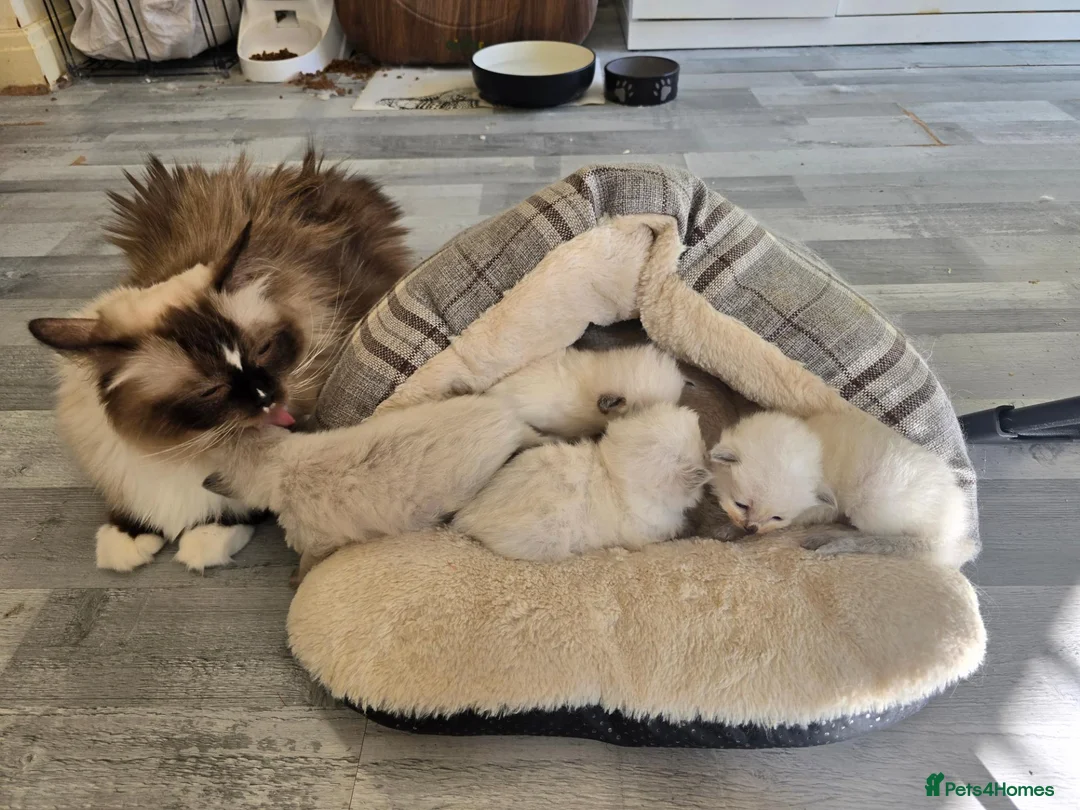 Ragdoll cats for sale: Beautiful Ragdoll kittens, full pedigree  - Advert 38