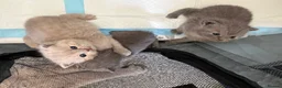 British Shorthair cats for sale: 3 Blue and 1 Lilac BSH kittens available  - Advert 10