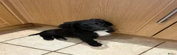 Sheepadoodle dogs for sale: Stunning Sheepadoodle puppies  - Advert 15