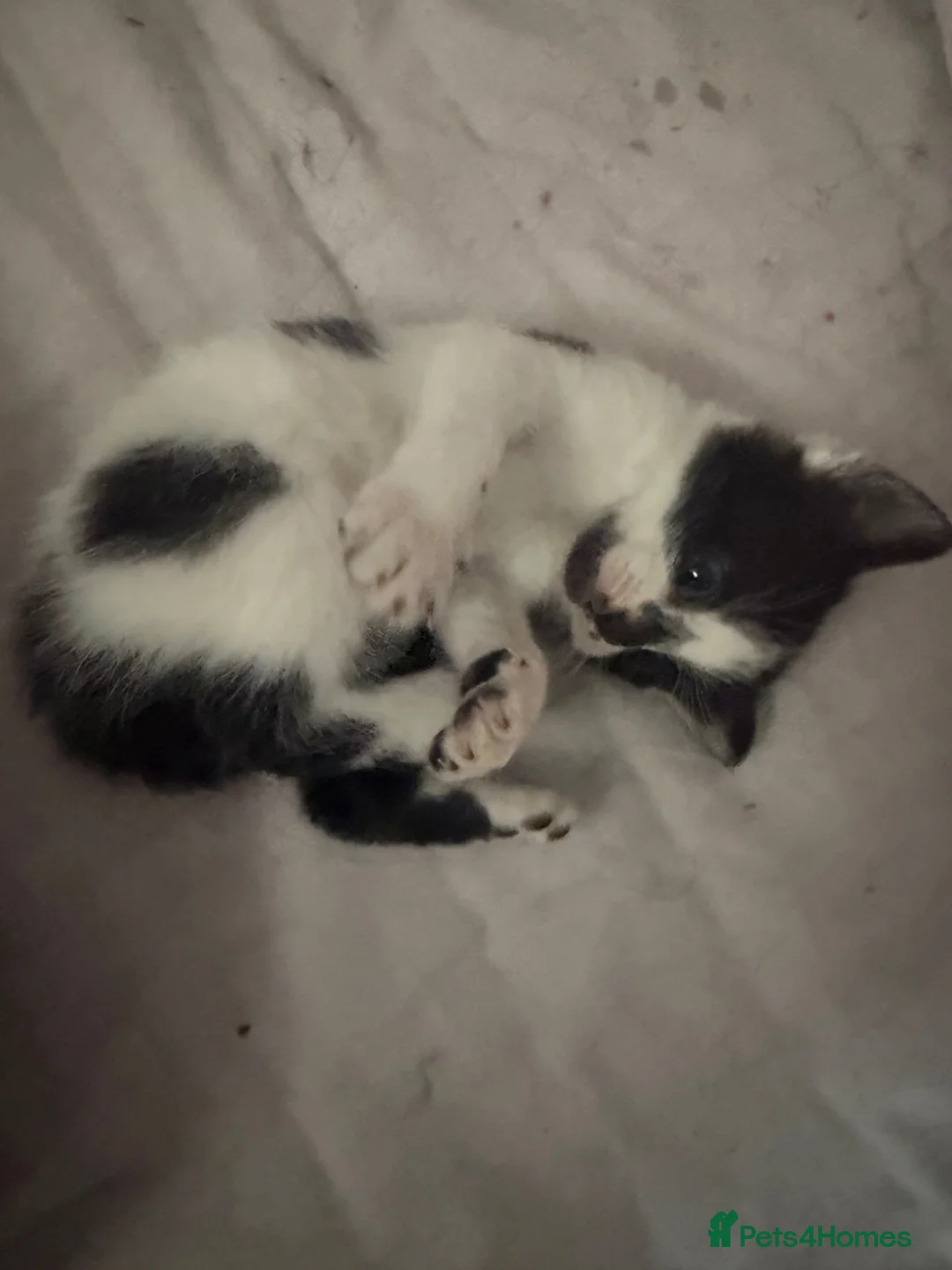 Mixed Breed cats for sale: 1 male 1 female kitten for sale  in Lewes - Advert 2