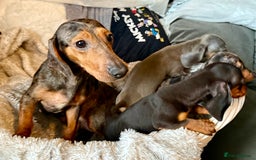 Miniature Dachshund dogs for sale: Miniature Dachshund puppies  - Image 5