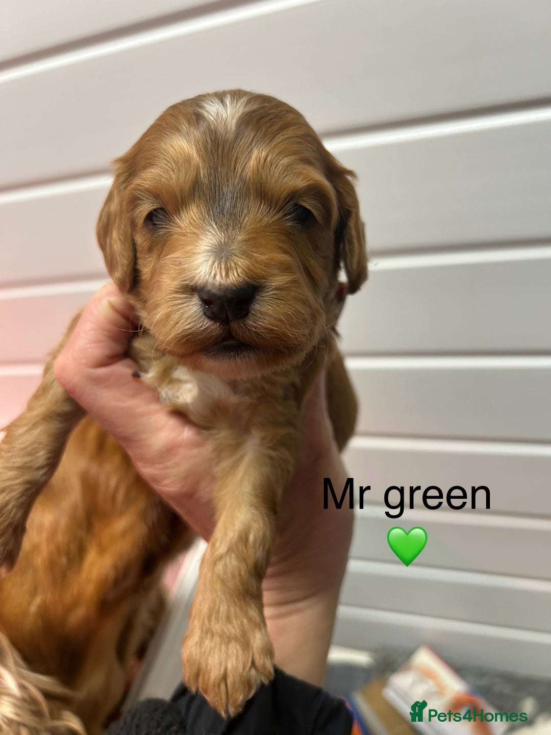 Cockapoo dogs for sale: F1 TOY SHOW TYPE DNA 🧬 CLEAR COCKAPOO BABIES 🧸 - Advert 16