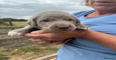Weimaraner dogs - Advert 3