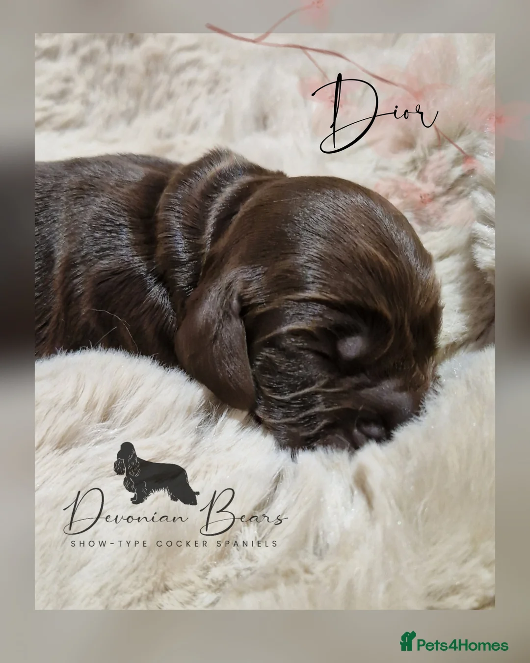 Cocker Spaniel dogs for sale: FULLY Health tested English Cocker Spaniel puppies - Advert 29