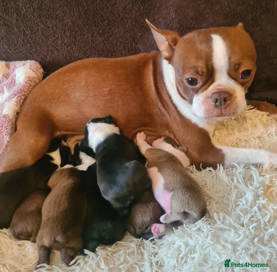 Boston Terrier dogs for sale: Boston terrier puppies  - Advert 6