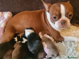 Boston Terrier dogs Boston terrier puppies - Advert 7
