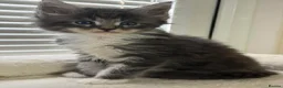 Maine Coon cats for sale: TICA Registered Maine Coon Kittens Reserve now - Advert 18