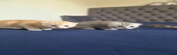 Scottish Fold cats for sale: Adorable scottish fold kittens  - Advert 9