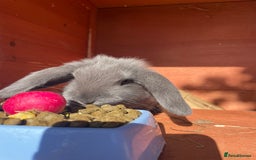 French Lop rabbits for sale: Blue French lopXDutch baby rabbits ready to go now - Image 23