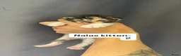 Mixed Breed cats for sale: Beautiful kittens - Advert 4