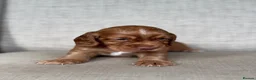 Cocker Spaniel dogs for sale: BEAUTIFUL KC COCKER SPANIEL PUPPIES  - Advert 9
