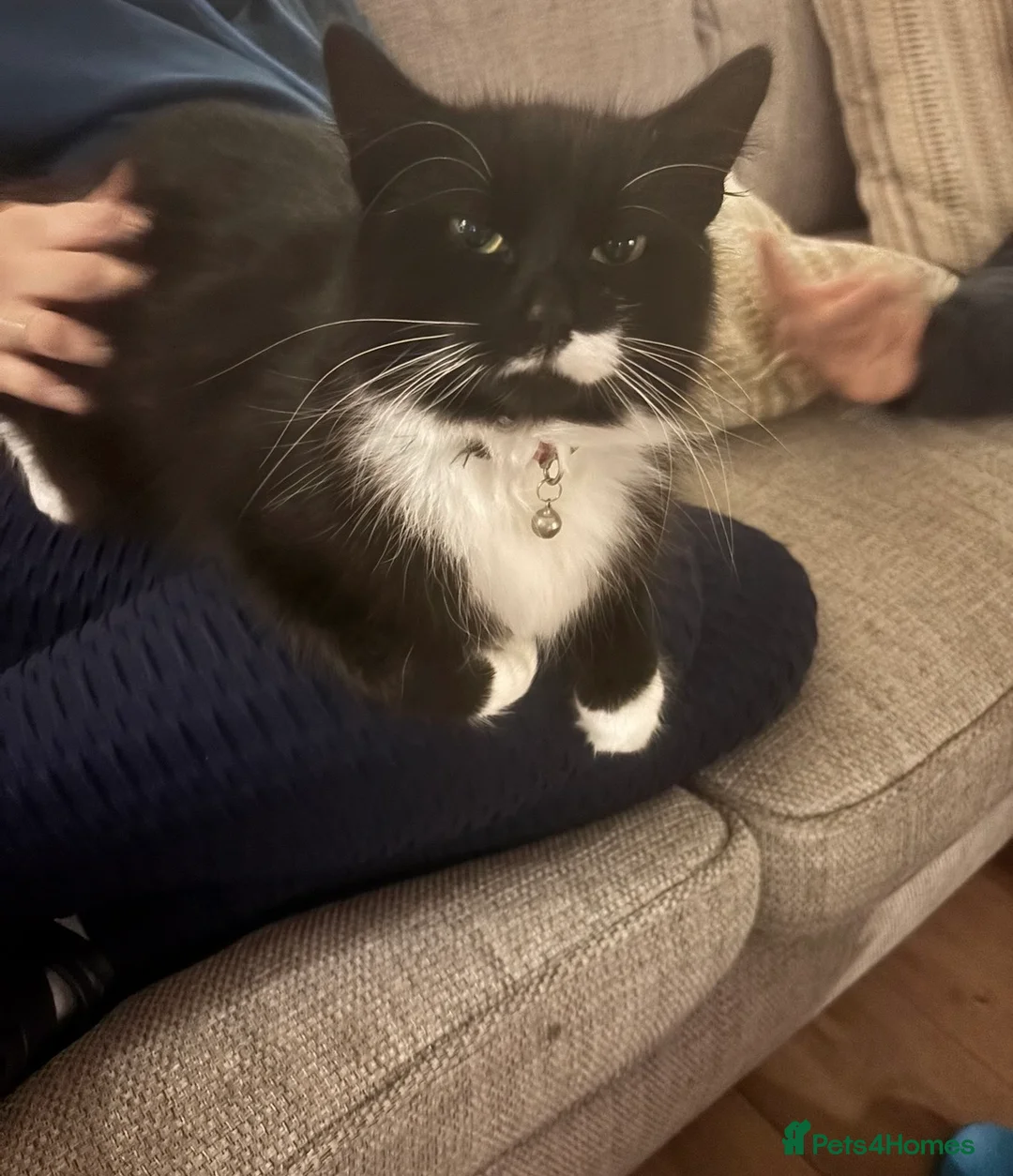 Domestic Shorthair cats for sale: Two little black and white girls - Advert 2