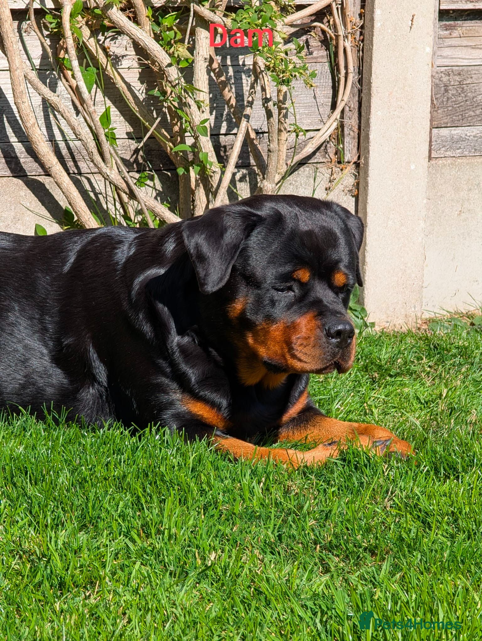 Rottweiler dogs 18 week old Rottweiler puppy bitch - Advert 3