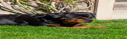 Rottweiler dogs for sale: 18 week old Rottweiler puppy bitch - Advert 1