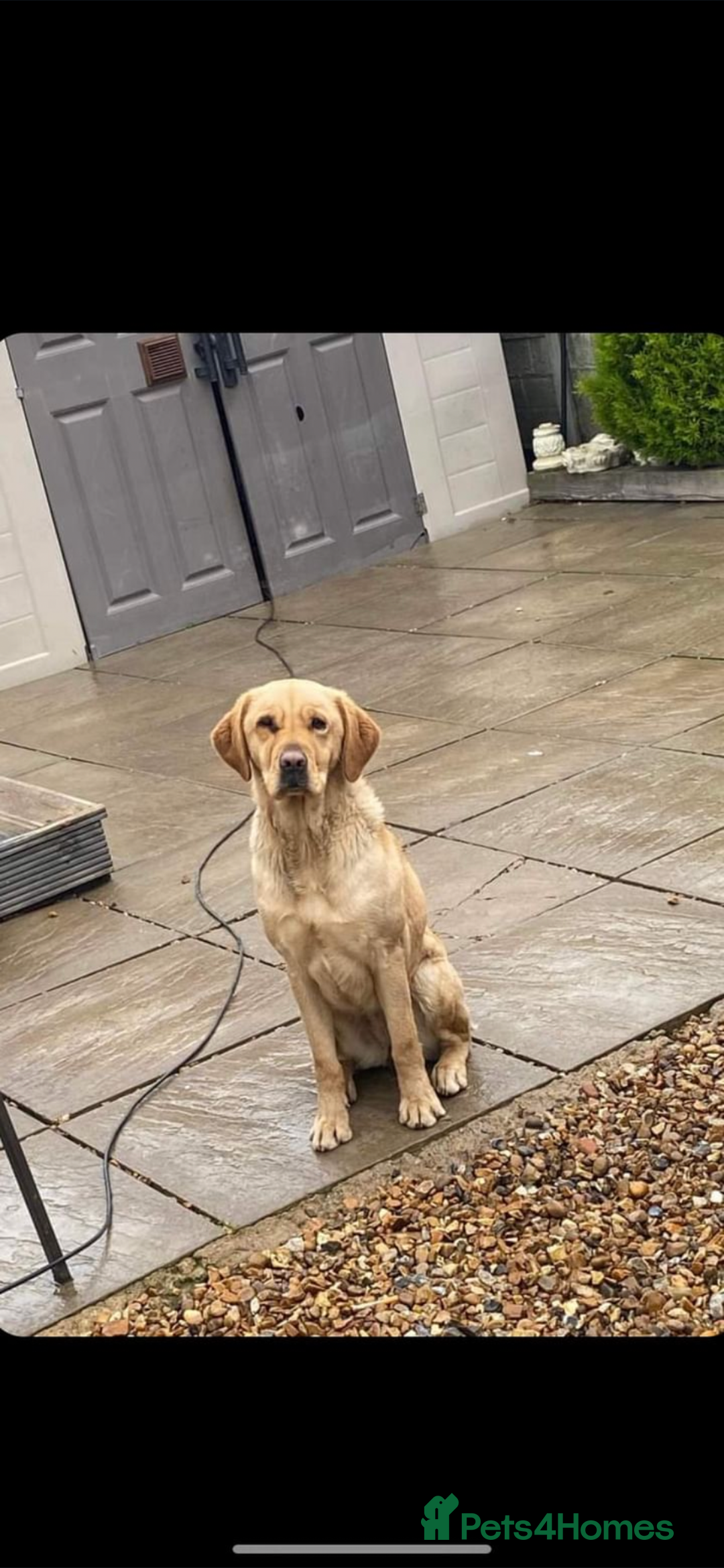 Mixed Breed dogs for sale: 7 beautiful Labrador x cockapoo pups  - Image 13