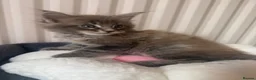 Maine Coon cats for sale: Pedigree / tica Maine coon kittens - Advert 6